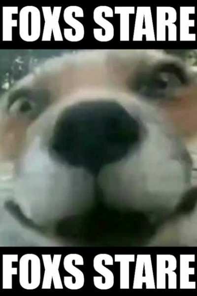 FOXS STARE