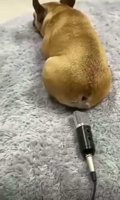 What is wrong with you hooman