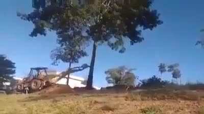 trees fight back too