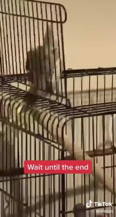 Does a bird scream count?