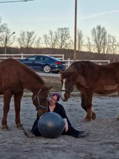 Sun'ka and Hiski. I was trying to take it easy and let them get comfortable with the ball but seems like they got a bit confused for me being down. sweet old boys❤️