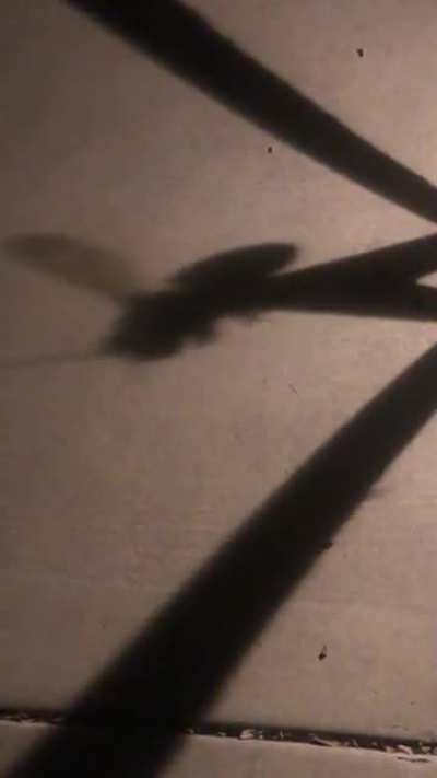 I took a video of a bee’s shadow and it startled me