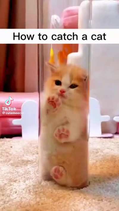 LET HIM OUT