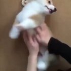 Stop human, stop!... Do it again!