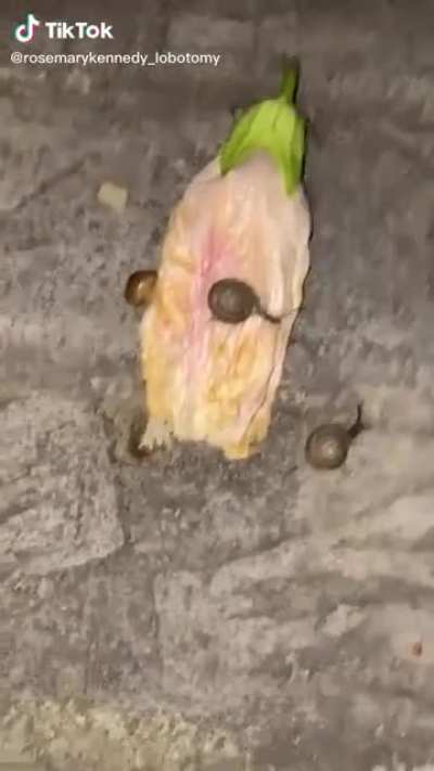 Cute snails doe