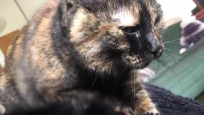 Getting a good massage today, with loud purrs
