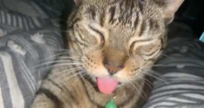Blep anticipation