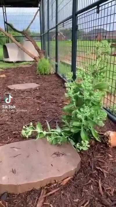 Practicing pouncing