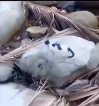 Sending kitten back to mom cat