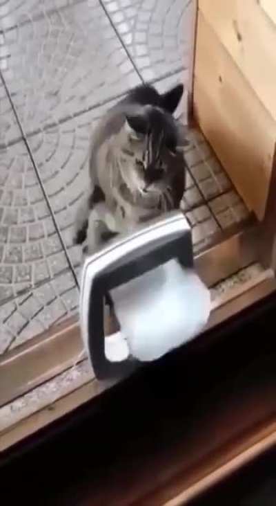 Cat fighting back