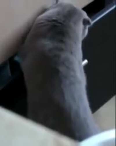 Kitty gets caught