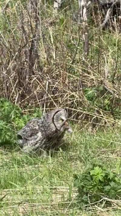 Owls