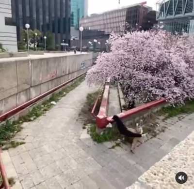 WCGW parkouring
