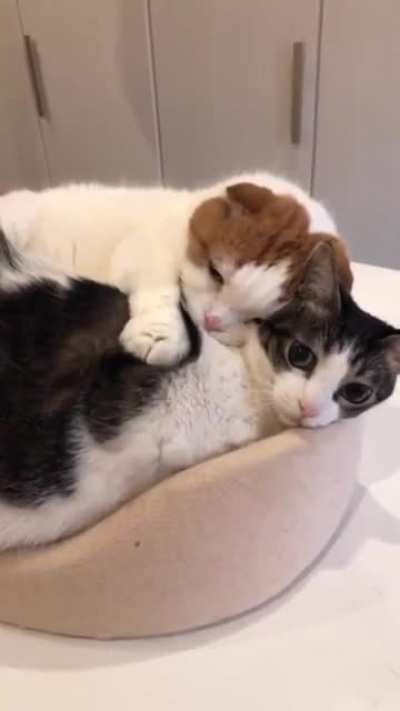 Petting together