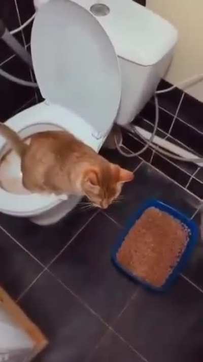 Stupid cat