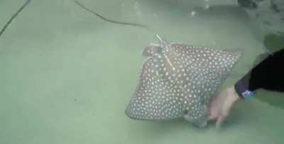 Marine life specialists noticed a spotted eagle ray mother was having trouble and helped her deliver two baby rays