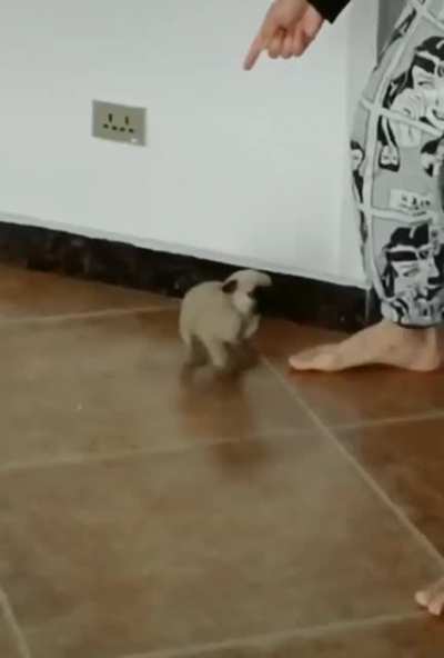 Dance off with a pup