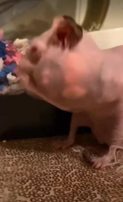 Thanks, I hate when hairless hamsters store food