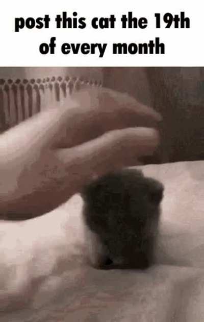 rule 19