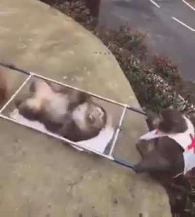 Monkey Medics