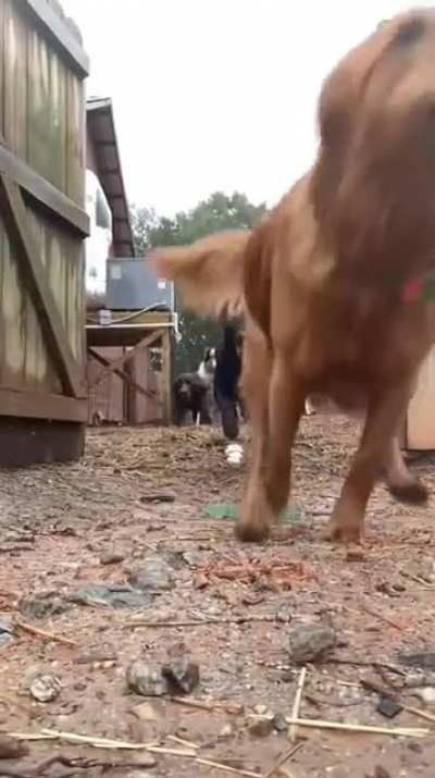 Release the Hounds!
