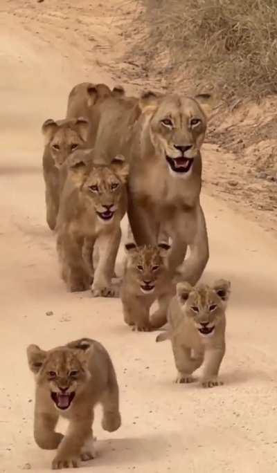 This little baby has no fear protecting its mom and siblings from tourists