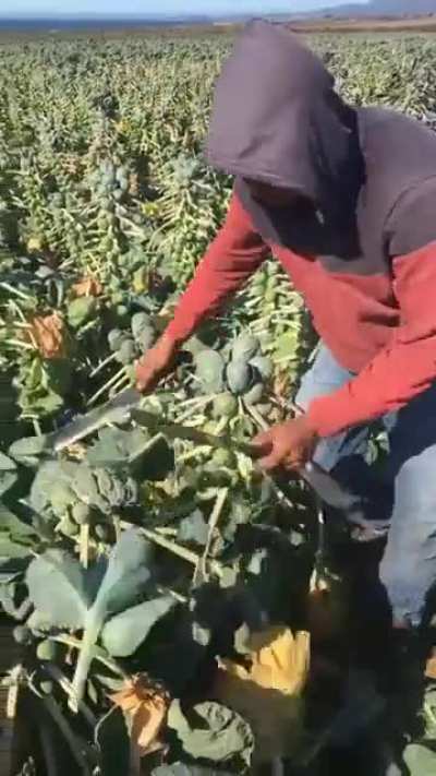 The speed and precision of trimming the crops before harvest