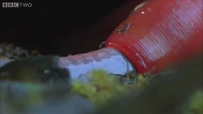 Leech swallows an 