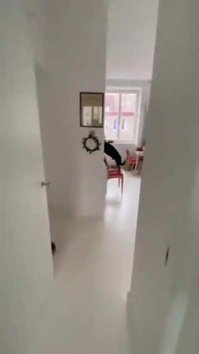 He will be a good boi....they said