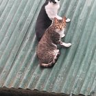 This is how I call for my cats (That synchronization tho)