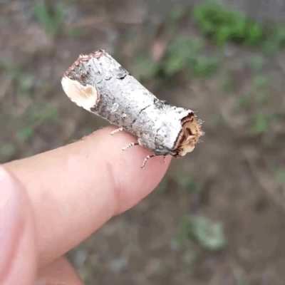 This moth from the genus Phalera looks like a fragment of twig complete with chipped bark and even the layering of wood tissue at the “cut” ends... perfectly resembling a broken piece of wood to avoid predation.