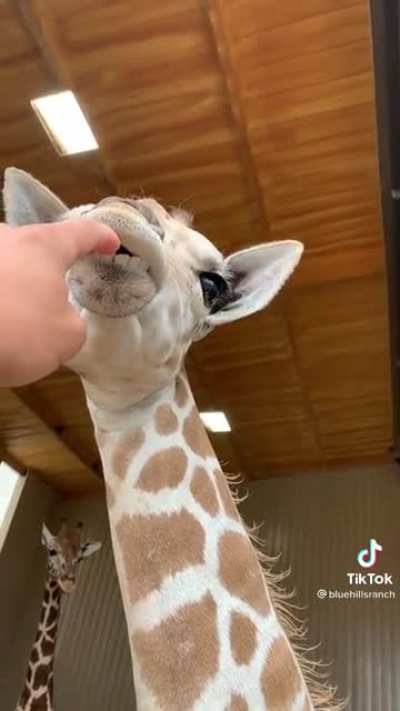 Giraffes are built derpy!