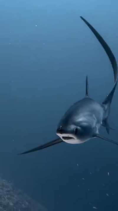 Thresher sharks are one of the most elusive sharks in the ocean