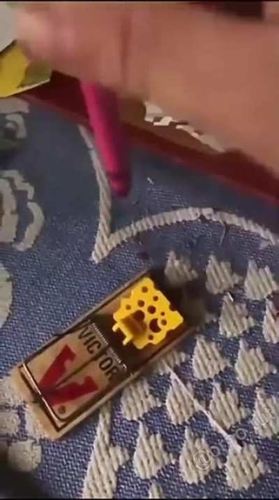 Messing with a mouse trap