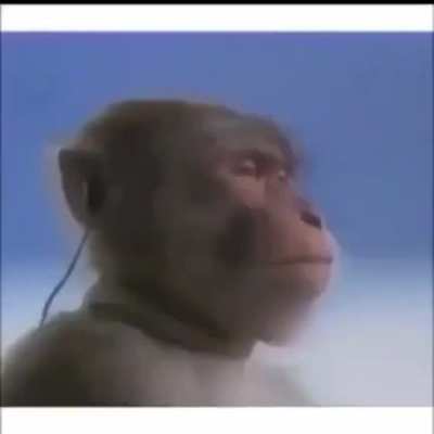 monke