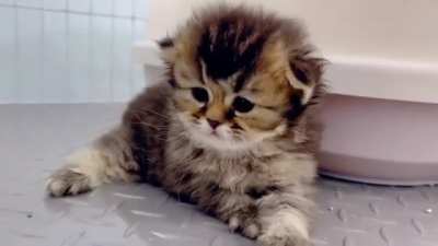 Smol hiccups