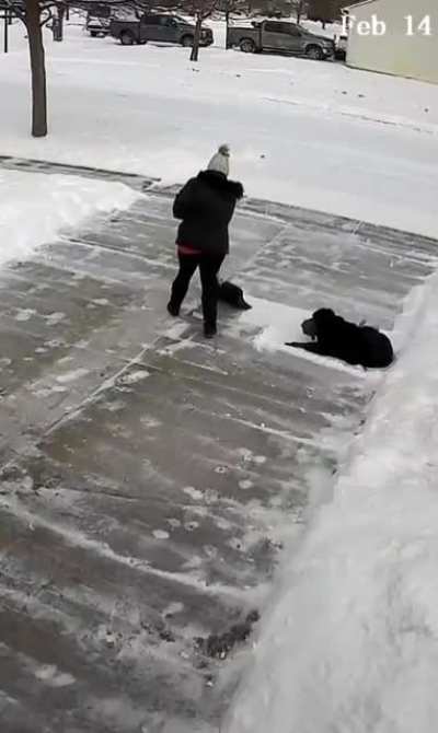 My sweet old boy helping me shovel.