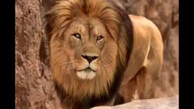 one billion lions vs one of every rule