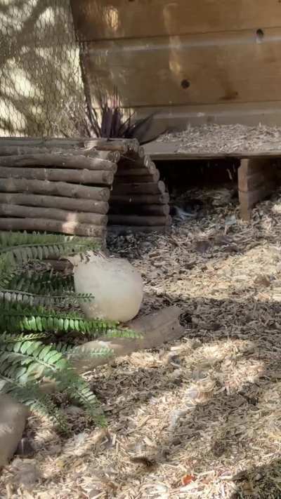 Quail shaking head and walking backwards