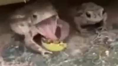 forg