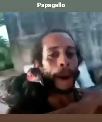 Canta du papagallo