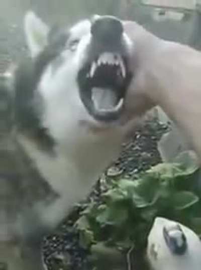 Doggo doing 