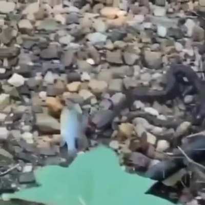:O