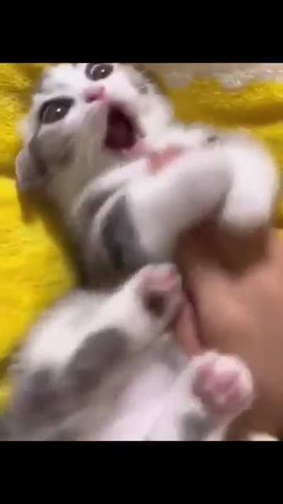 gatos (plural)