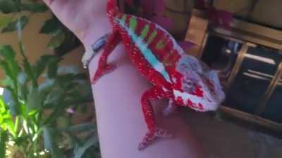 When a Chameleon trusts you. an Awesome faithful animal!!