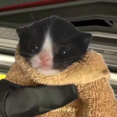 Gato tactico