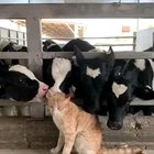 Payment for mice duties