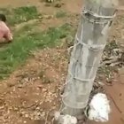 Just a snake