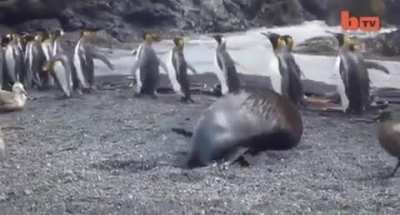 I never wanted to hurt a seal so badly until now