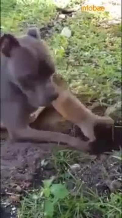 He just want to play😂